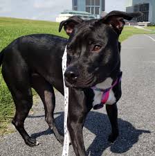If you need to board your pet, the center will provide walking, special attention and medication administration. Pet Care Center Veterinary Hospital Home Facebook