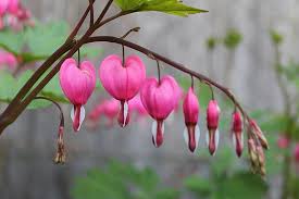 Hati Yang Terluka Bunga Bunga Menanam Lamprocapnos Spectabilis Jantung Berdarah Asia Bunga Bunga Merah Muda Berkembang Mekar Tanaman Berbunga Flora Taman Pikist