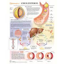 The Anatomy Of Cholesterol Cholesterol What Is Cholesterol Math Crafts