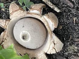 Image result for Scleroderma polyrhizon