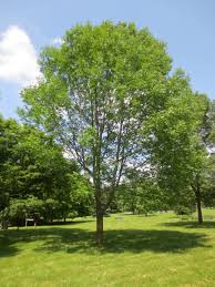 On white ash seedling growth. White Ash Tree Facts And Information How To Grow A White Cute766