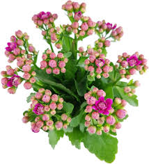 Image result for Kalanchoe calandiva