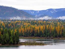 Sandpoint Autumn Recreation North Idaho Fall Fun Guide Autumn Scenic Forked River Idaho