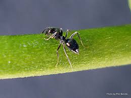 Whatever the reason, when ants choose to nest in a structure and start chewing through wood or concrete, the damage can be costly and needs to be. Ants Pest Management Association Of New Zealand