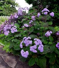 Image result for Bartlettina