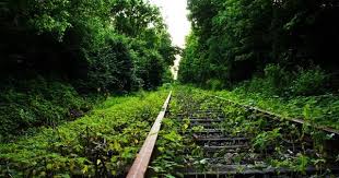 Over 40,000+ cool wallpapers to choose from. Tren Raylari Green Forest Wallpaper Forest Wallpaper Green Forest