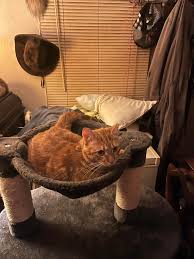 This is my Sebastian, he got out Monday morning, stayed around the house  all day Monday this morning, I didn't see him anywhere around he is wearing  a faded rainbow collar ,