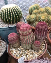 Please help support my channel by. Rainbow Hedgehog Cactus Cactus Cactus Flower Cacti And Succulents