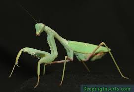 Each group was able to connect which body parts were involved in making noise, but some needed support in thinking of the body parts as vibrating. General Description Of A Praying Mantis Keeping Insects