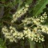 Image result for Combretum padoides