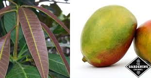 Check spelling or type a new query. How To Grow A Mango Plant Indoors Gardening Channel