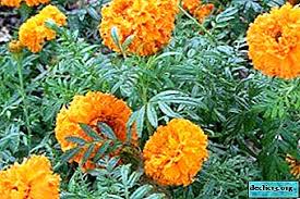 Satu dari banyak foto stok gratis yang menakjubkan dari pexels. Penanaman Marigold Dari Biji Bila Ditanam Di Tanah Terbuka Dan Bagaimana Menyebarkan Percambahan Bibit Di Rumah Tumbuhan Rumah