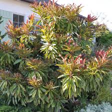 Image result for Eriobotrya