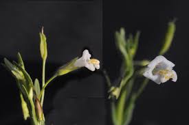 Image result for Mimulus gracilis