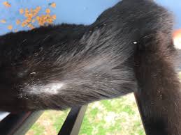 Examples of some common reaction patterns seen in feline dermatology are hair loss (alopecia) and small widespread scabs and crusts (miliary dermatitis). Rapid Fur Loss With Tiny Scabs Underneath Page 2 Thecatsite