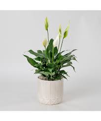 Image result for Spathiphyllum