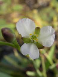 Image result for Butomopsis