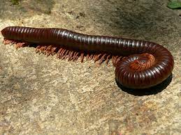 Millipedes can also be beneficial to your potted plants as they consume decomposing plant matter and enrich the soil. Centipedes And Millipedes In The Garden Harvest To Table