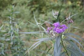 Image result for Vernonia praecox