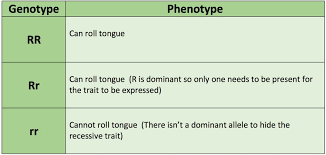 / learn how to set up and solve a genetic problem involving multiple alleles using abo blood types as an example!. Sbi3u