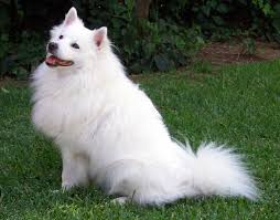 American Eskimo Dog Wikipedia