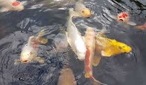 Caring for koi ponds | networx. Koi Ponds Aquaforte Reliable And Innovative Swimming Pond Products