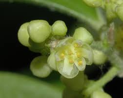 Image result for Menispermaceae