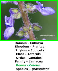 Image result for Coleus lasianthus