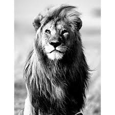 Affiche Lion En Noir Et Blanc 60x80cm Photographie De Lion Lion Noir Photos De Lion Thème de la photo : affiche lion en noir et blanc 60x80cm