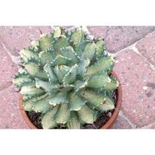 Cactus mexicano acrílico sobre papel maribel garzón. Jc Raulston Arboretum Plant Sale Buggy Archives