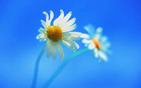 580 x 386 jpeg 58 кб. Minimalistic Flowers Digital Art Windows 8 Blue Background Wallpaper 1920x1200 263976 Wallpaperup