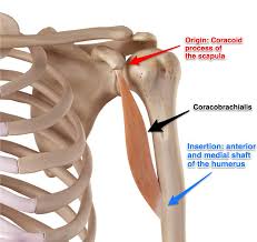 We may earn a commission through links on our site. Coracobrachialis Muscle Its Attachments And Actions Yoganatomy