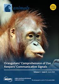 Protect endangered species, including the orangutan, at world wildlife fund. Animals June 2019 Browse Articles