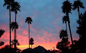 Gönnen sie sich etwas schönes! A Record Year Of Phoenix Heat Proves To Be A Queen Palm S Worst Enemy Arizona And Regional News Tucson Com