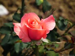 We did not find results for: Different Types Of Colour Flowers 2120x1590 Download Hd Wallpaper Wallpapertip