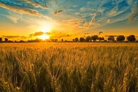 We did not find results for: Gambar Pemandangan Sawah