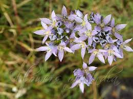 Image result for Swertia