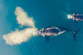 Jordana vucetic nua transando cena amadora de sexo com essa