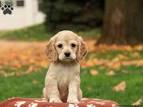 Cocker Spaniel Puppies for Sale in Virginia
