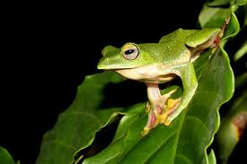 Image result for KERALA FROGS