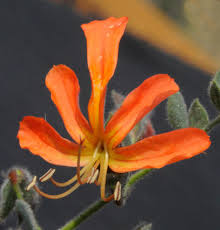 Image result for Kalaharia uncinata