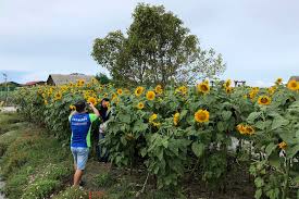Tak jauh dari bangkok hanya 150 km yang dapat ditempuh sekitar 2 jam naik minivan. Ladang Bunga Matahari Tarikan Baharu Di Bagan Datuk Kuseman Com