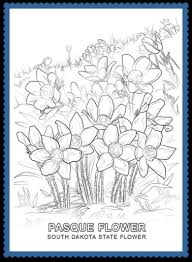 The colorado flag was formally adopted on june 5, 1911. State Flower Coloring Pages Archives Usa Facts For Kids