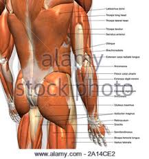 They are key muscles when you lift your heels . Labeled Anatomy Chart Of Male Lower Back Muscles On White Background Stock Photo Alamy