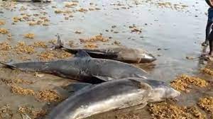 Civil disagreements can happen, but insults should not. Ghanaian Authorities Investigate After 60 Dead Dolphins Appear Bbc News