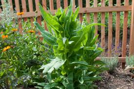Anleitung zum ernten von salat. Warum Schiesst Der Salat