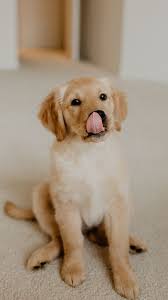 The Latest Iphone11 Iphone11 Pro Iphone 11 Pro Max Mobile Phone Hd Wallpapers Free Download Golden Puppy Wallpaper Iphone Cute Dog Wallpaper Puppy Wallpaper