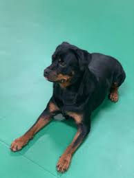 Some of these puppies will be trained at our kennel in sebastopol, ca, or at our crescent,oklahoma kennel. Trained Dogs For Sale Royal Dog Academy