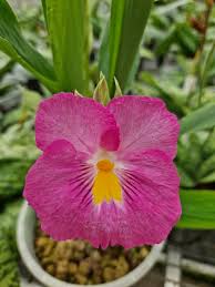 Image result for Siphonochilus