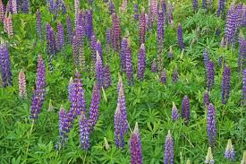 The shrubs are less commonly grown but have the advantage of delicately scented flowers. Lupinen Anbau Der Eiweissbombe Im Eigenen Garten Plantura